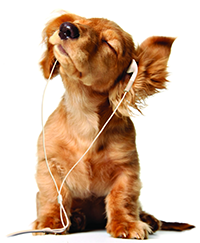 Doggy Dogs dog with headphones